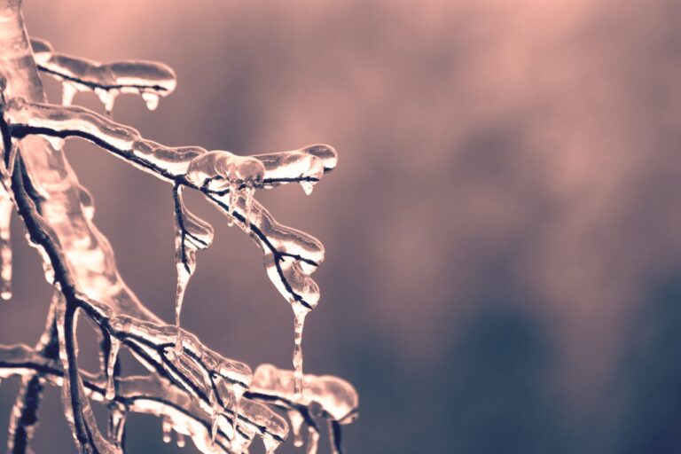 frozen tree branches